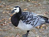 Bernache nonnette, Branta leucopsis (Photo F. Mrugala) (1)